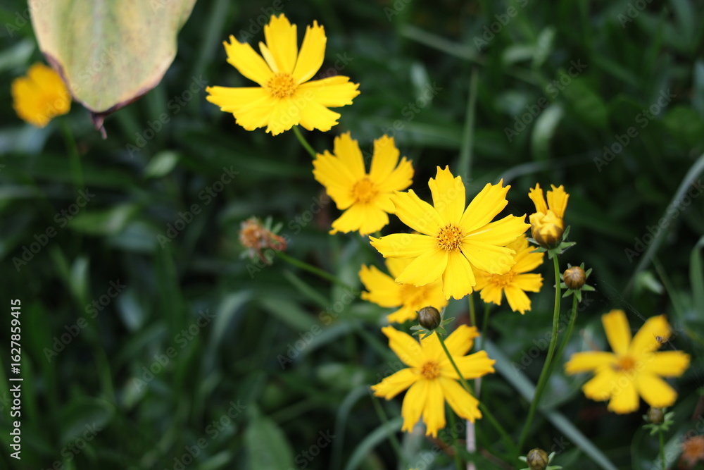 Fototapeta premium yellow flowers in spring