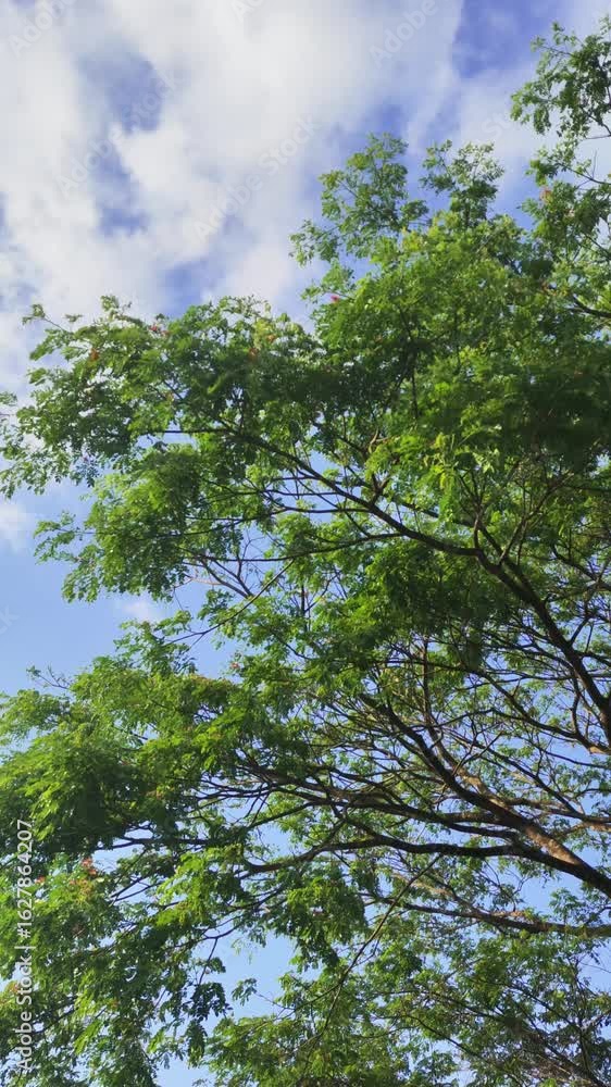 green leaves against blue sky green leaves against blue sky