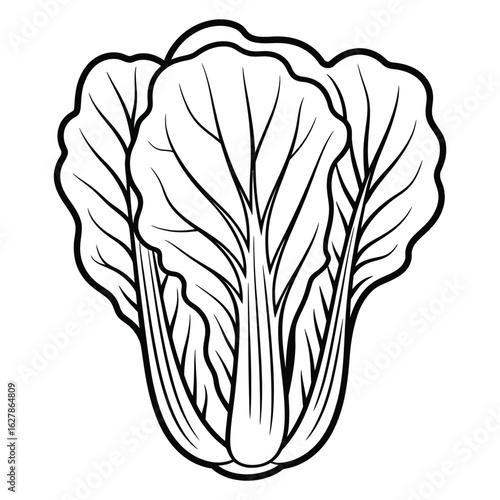 Line drawing of a fresh head of napa cabbage isolated on a white background