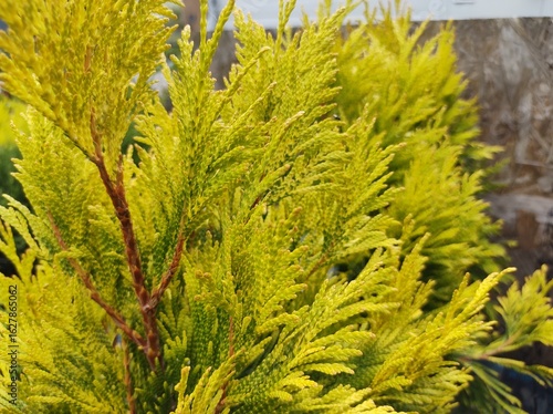 Thuja plicata 'Goldy'