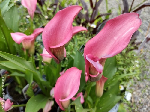 Zantedeschia 'Zazu'