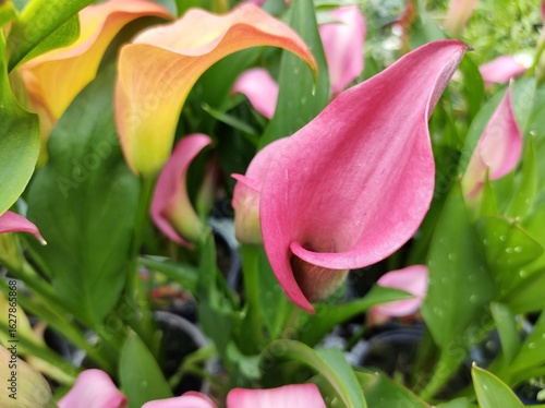 Zantedeschia 'Zazu'
