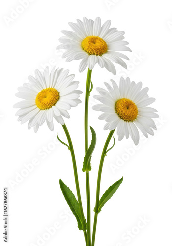 Three individual white daisy flowers with transparent petals and bright yellow centers, vivid green stems, against a pristine plain white background with no shadows. Ultra-realistic studio photo,