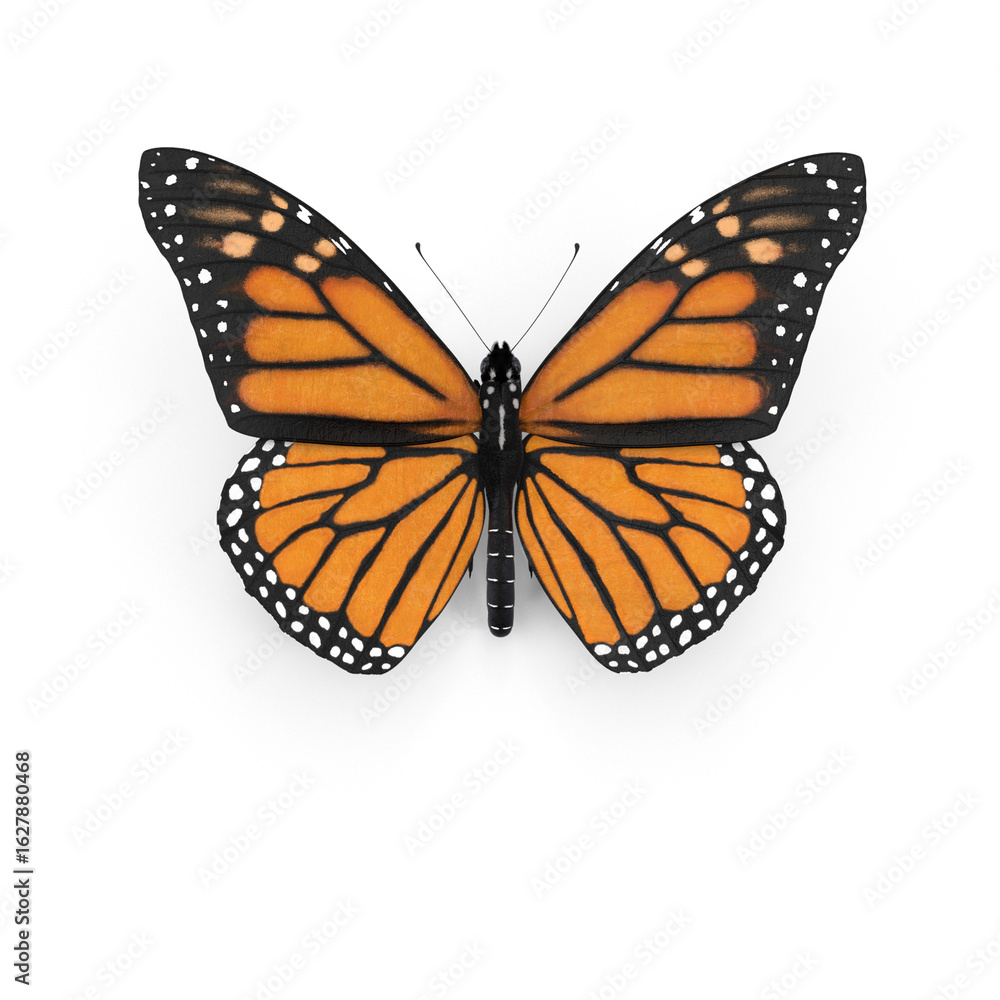 Obraz premium Monarch Butterfly in Flight Isolated on Transparent Background