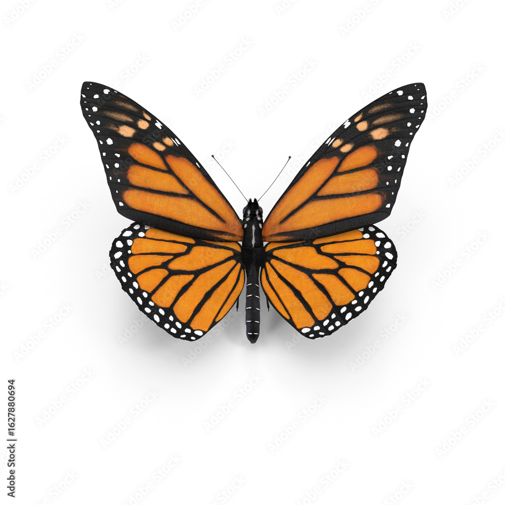 Fototapeta premium Monarch Butterfly in Flight Isolated on Transparent Background