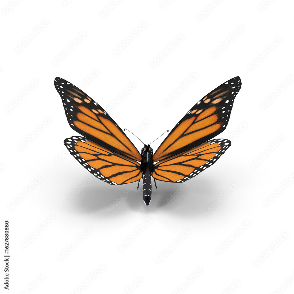 Obraz premium Monarch Butterfly in Flight Isolated on Transparent Background