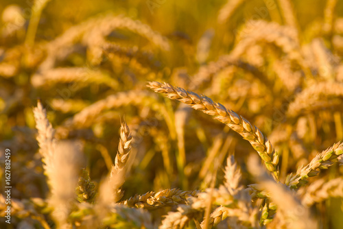 Wallpaper Mural close-up image of an ear of wheat (Triticum aestivum) in an agricultural field	 Torontodigital.ca