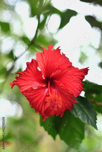 Canvas Print High quality photo of Vibrant red hibiscus flower in full bloom against a soft g