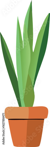 A vibrant green houseplant with pointed leaves flourishes in a simple terracotta pot against a clean white background
