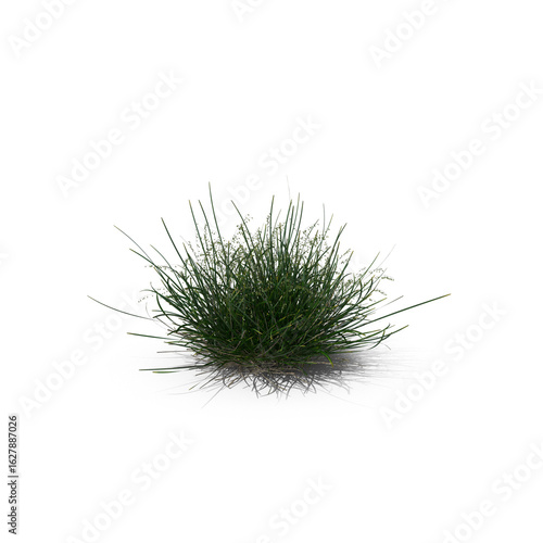 Fotografie Bushy Green Grass Plant Isolated on Transparent Background