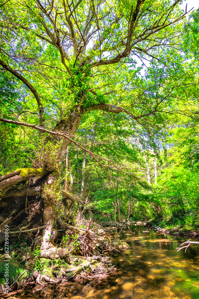 Obraz premium The Orbieu River in French Occitania. Its source is in the Corbières in Aude. 