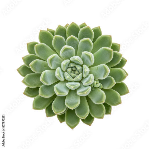 Single vibrant Pachyphytum succulent, plump light green frosted leaves in dense rosette, isolated on transparent background, overhead flat lay, even shadowless studio light, ultra photorealistic macro