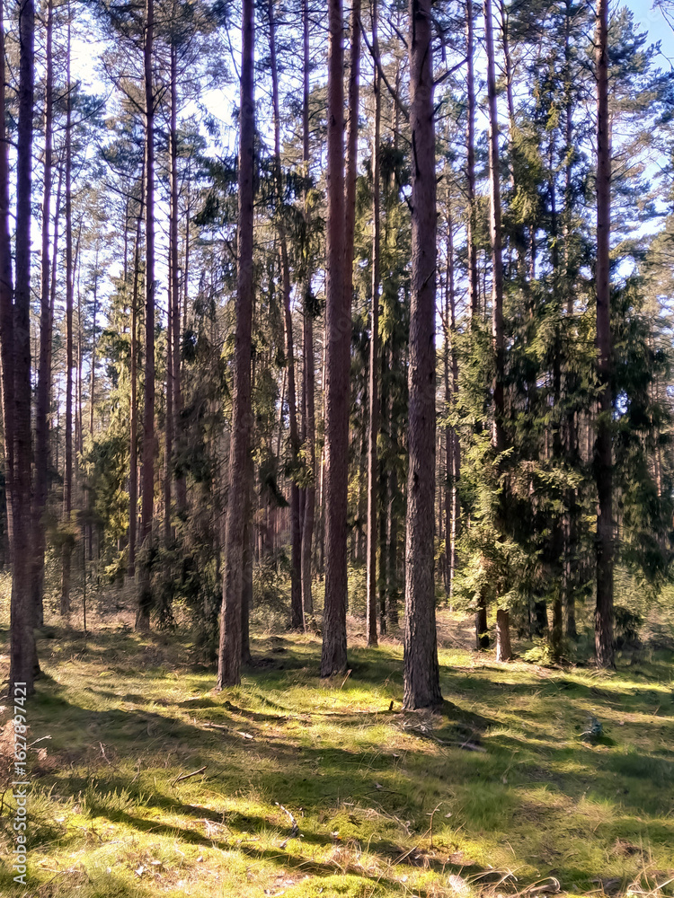 Fototapeta premium Exploration of wild forest in northern Poland.