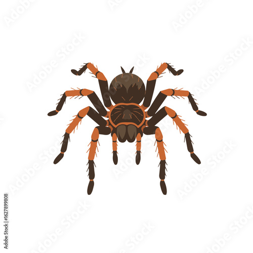 Tarantula spider in earth tones on white background