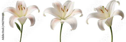 ユリ　花　植物