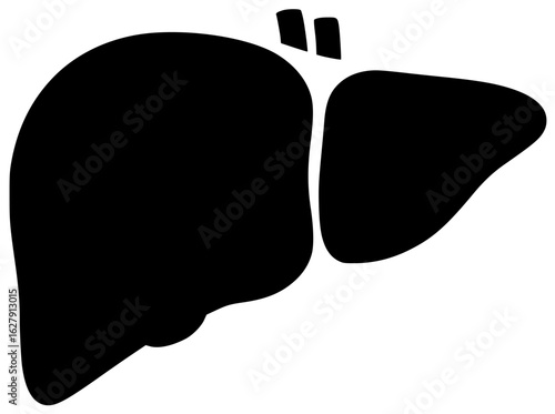 liver human in medical laboratory with blood vessels and bile duct in abdominal cavity