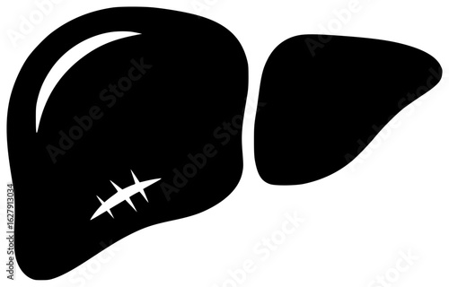 liver human in medical laboratory with blood vessels and bile duct in abdominal cavity