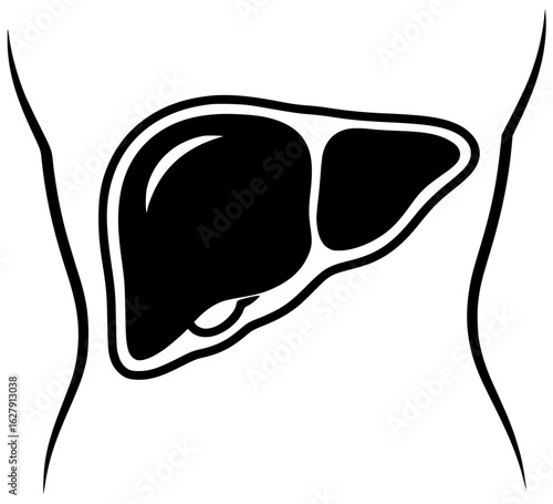 liver human in medical laboratory with blood vessels and bile duct in abdominal cavity