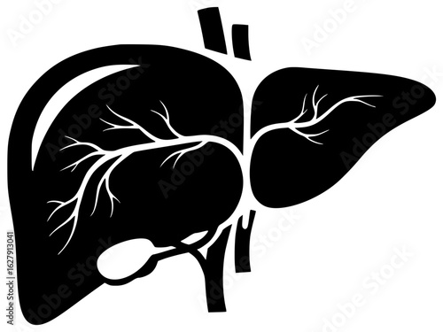 liver human in medical laboratory with blood vessels and bile duct in abdominal cavity