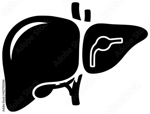 liver human in medical laboratory with blood vessels and bile duct in abdominal cavity