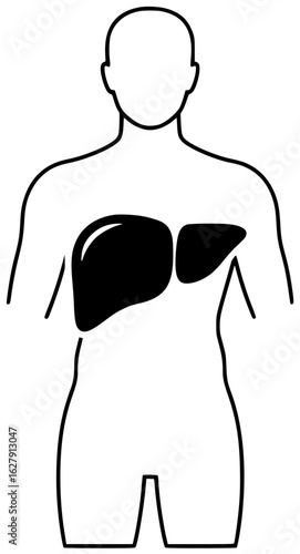 liver human in medical laboratory with blood vessels and bile duct in abdominal cavity