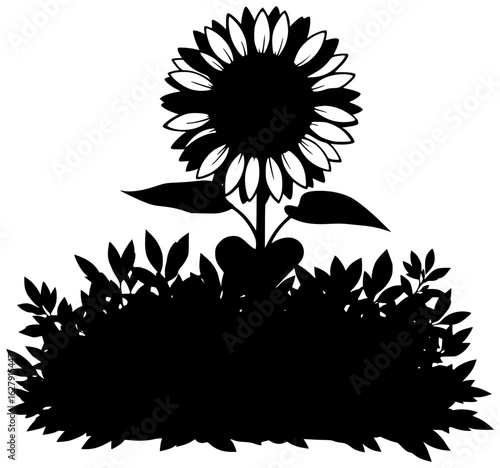 Sunflower standing alone in a field with sunflower swaying free under clear sky naturally