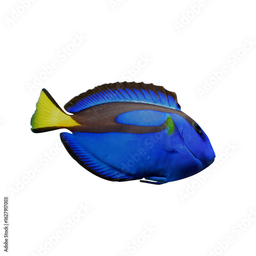 Blue Tang Fish Isolated on Transparent Background