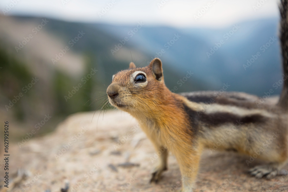 Fototapeta premium Chipmunk