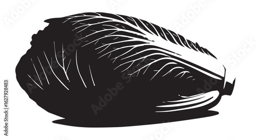 Napa Cabbage in silhouette image white backgrpound.