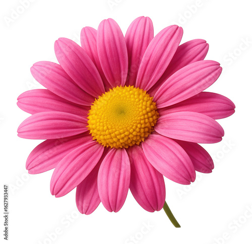Vibrant pink daisy flower with a bright yellow center and detailed petals on transparent background.
