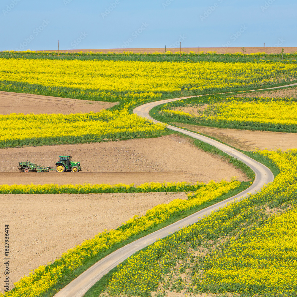 Obraz premium tractor at work on field between rapeseed fields in the north of luxemburg