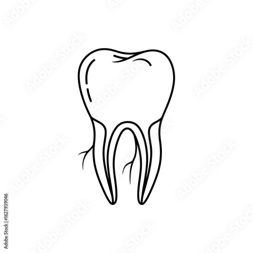 A line drawing of a molar tooth, showing the crown, roots, and internal structure.