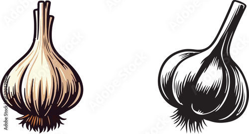 Garlic silhouette vector art illustration. Garlic vector icon.