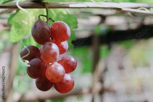 bunch of red grapes