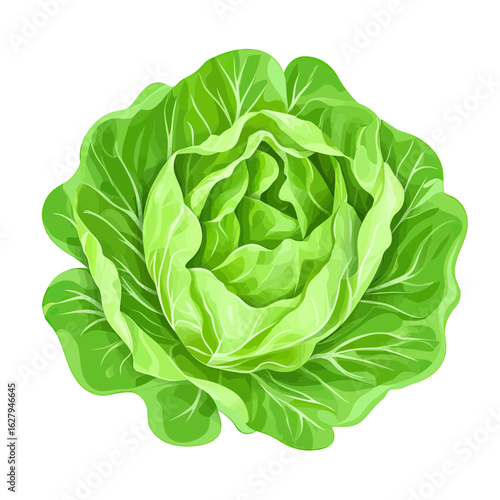 Fresh green lettuce head with crisp leafy vegetable texture isolated on white background for cooking and healthy food design vector illustration in flat style