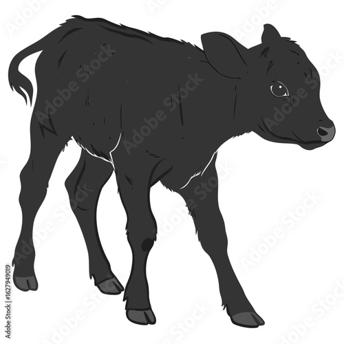 Black calf standing isolated on white background