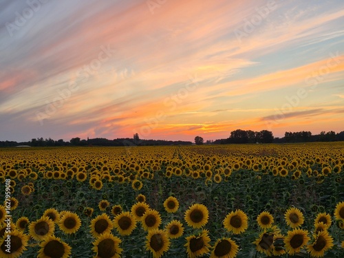 sunflower field at sunset, end of summer romantic and melancholic background