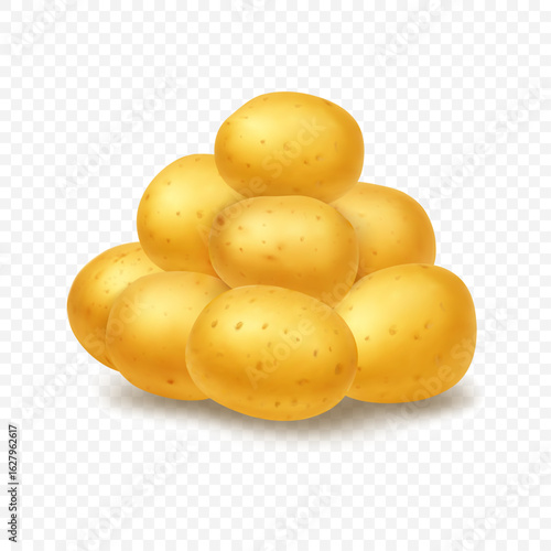 Vector illustration of yellow potatoes in a pile. Ideal for food packaging, farm product ads, recipe books, or healthy eating designs.