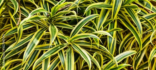 A close up view of Dracaena reflexa, commonly known as the Song of India or Pleomele. 