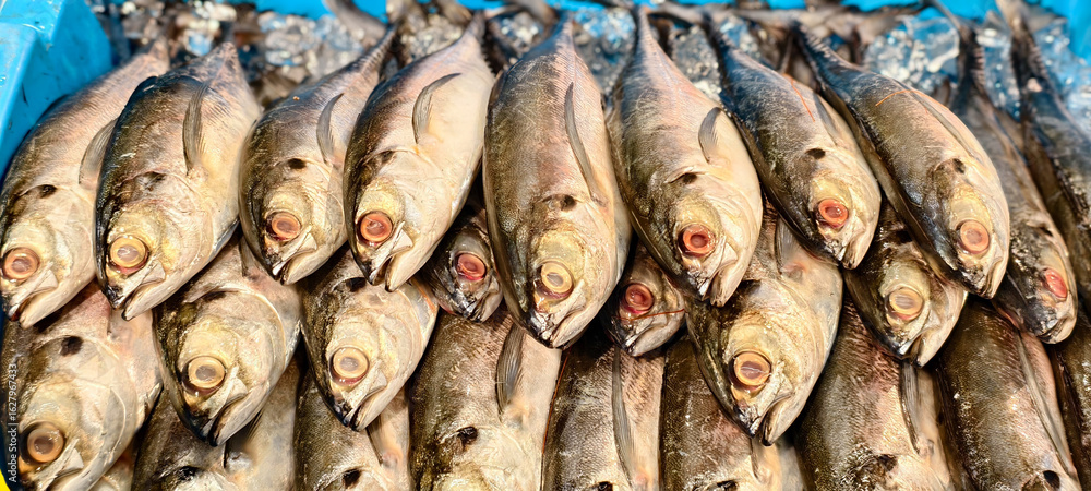 Obraz premium A pile of fresh mackerel, a short mackerel, on ice, ready for sale. 