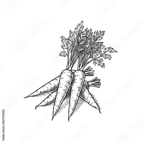 Fresh carrots with green tops in black and white illustration  