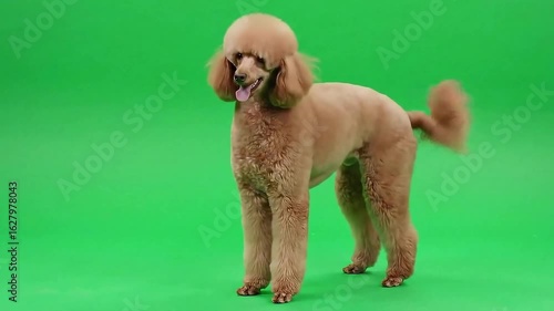 Poodle Dog Portrait on Green Screen: A Collection of Different Poodle Poses