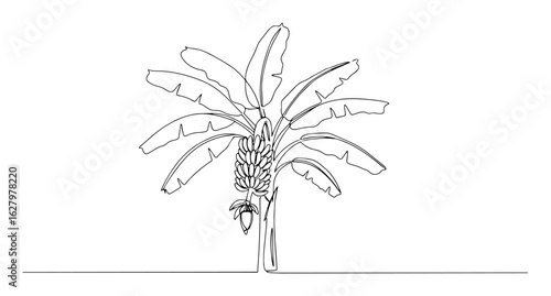 Banana tree with fruit one continuous line drawing. Tropical plant botanical illustration. Exotic agriculture and healthy food concept. Minimalist vector.
