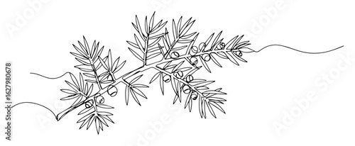 one continuous line drawing of a juniper branch with berries for a botanical gin ingredient and nature concept vector contour illustration
