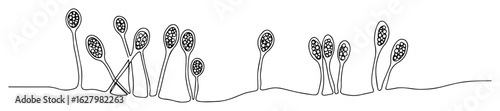 aspergillus mold fungus one continuous line drawing