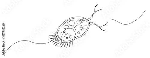 paramecium protozoa with cilia and flagella oneline sketch vector
