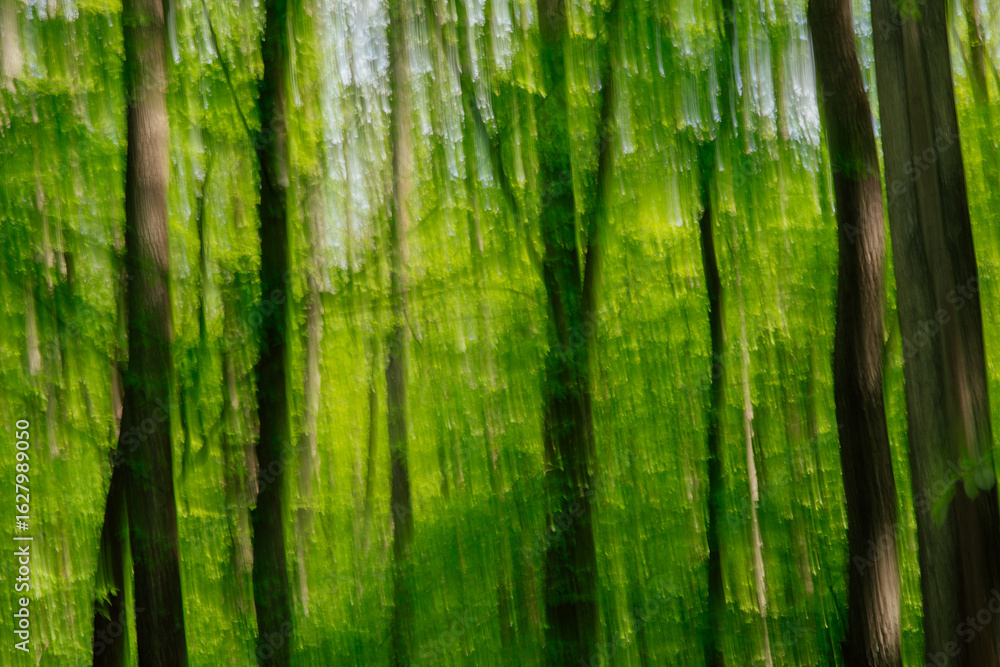 Blurred and motion images in a forest with trees at sunlight Blurred and motion images in a forest with trees at sunlight