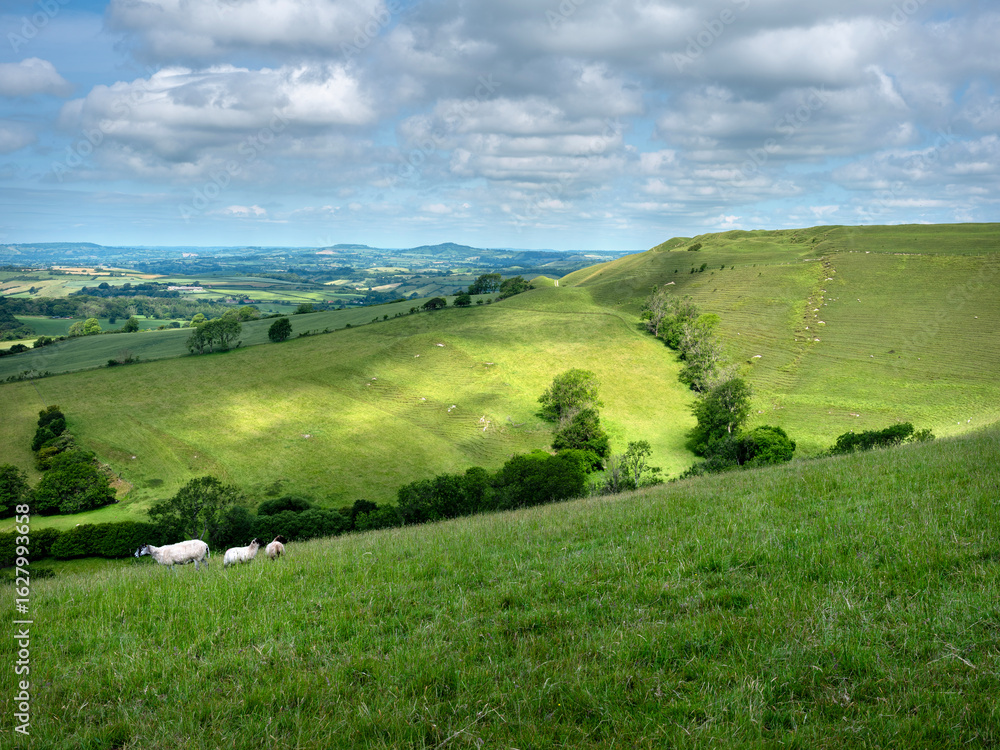 Fototapeta premium sheep in green hills of south dorset near jurassic coast