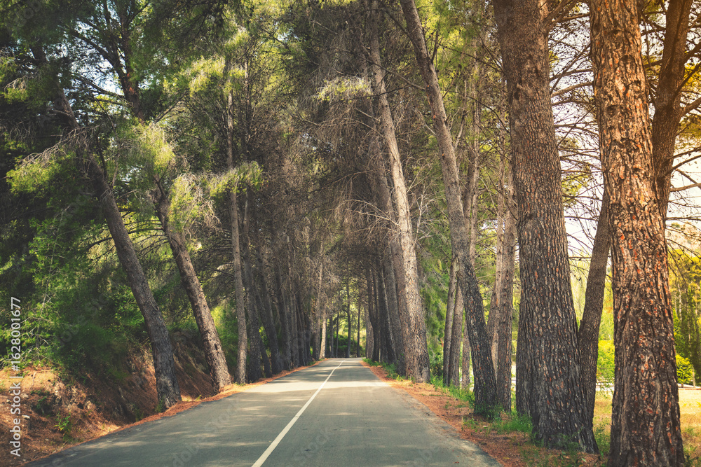 Obraz premium Driving along an alley surrounded by pine trees on a sunny day. View from the windshield