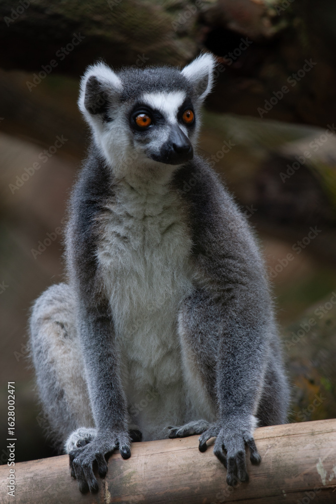 Obraz premium Ring-tailed Lemur
